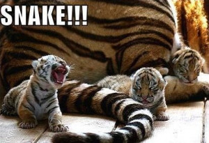 funny animals tiger