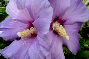 Purple hibiscus -Athens