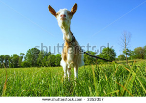 Funny shegoat in sunset light - from low point she resembles llama ...