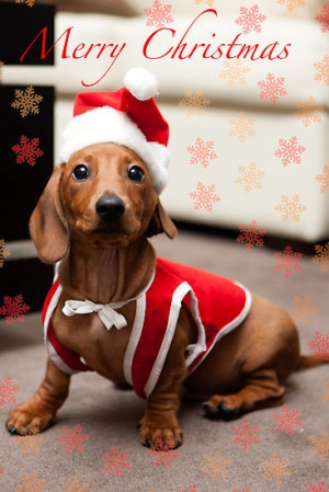 Merry Christmas Sausage Dog By