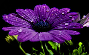 description for beautiful purple flower wallpaper beautiful purple ...