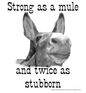 strong as a mule but stubborn