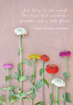... have sunshine, freedom, and a little flower.