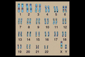 Chromosome Pictures