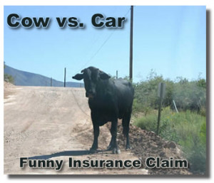 ... . Check the most crazy travel insurance claim, the crazy funny
