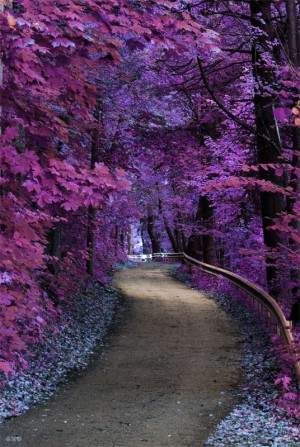 ... , Paths, Shades Of Purple, Nature, Color, Pathways, Place, Dirt Roads