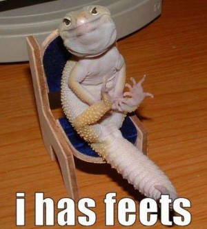 Hilarious Animal Pictures With Captions