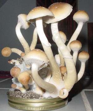 About 'Magic mushrooms'