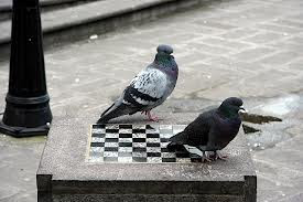 Arguing with idiots is like playing chess with a pigeon. As good as I ...
