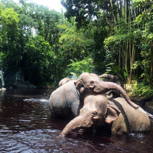 jungle-cruise