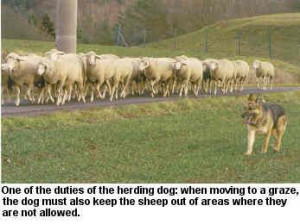 German Shepherd dog herding