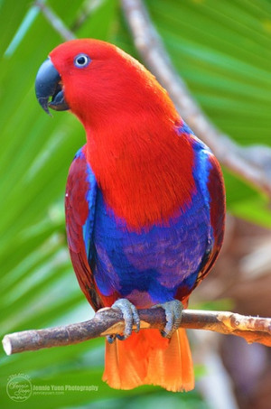 Ruby Eclectus Parrot --He looks like he’s wearing overalls!Eclectus ...