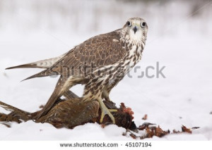 Saker Falcon /Falco Cherrug/ in winter hunted a pheasant - stock photo