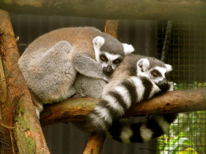 Lemur Love Photograph