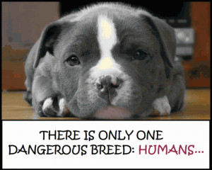 There is only one dangerous breed: HUMANS