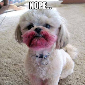 daa-small-Cute-little-dog-with-lipstic.jpg