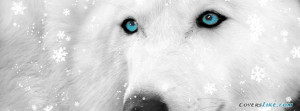 Wolf Facebook Timeline Cover