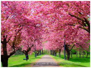 Tree in Bloom Spring - Spring Wallpaper - Tree in Bloom Spring