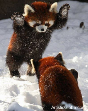 Red Pandas playing in the snow