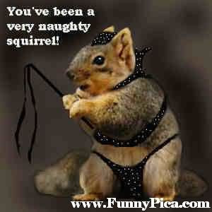 Funny Squirrels – Funny Squirrel Picture 15 (FunnyPica.com)