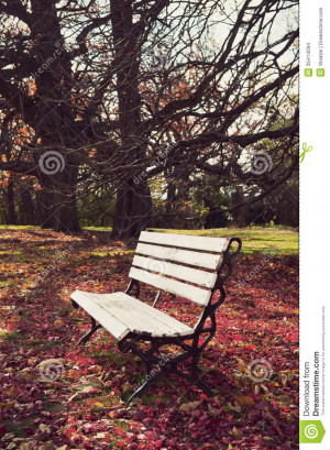 Empty bench under maple trees, falling leaves on ground, vintage ...