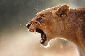 Roaring Lion Wallpaper
