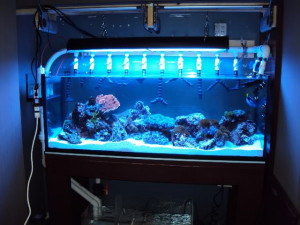 Check out my tank in the Large Tank Forums, 