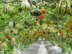 pumpkin gourd :: vertical garden :: garden trellis :: finecraftguild ...