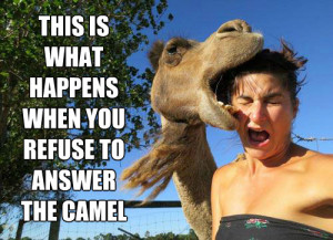 hump day camel