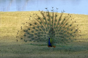 Cute Peacock India