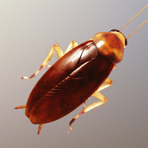American Cockroach Periplaa