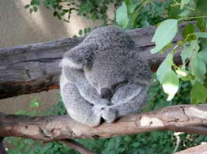 Funny Sleeping Koala