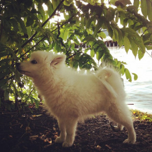 Spring Is Imminent According to Puppy Report