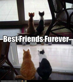 funny pictures - Happy National Best Friends Day!