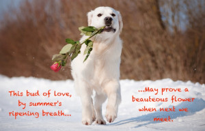 Cute Animals Quoting Shakespeare!