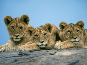 leão africano está seriamente em perigo! Sua população diminuiu ...