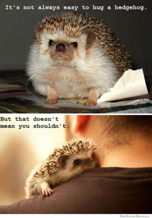 Its not always easy to hug a hedgehog – But that doesnt mean you ...