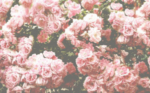 Pink Roses Tumblr Background Galleries related: vintage pink roses ...