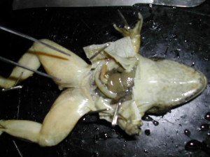 Frog Dissection Quiz