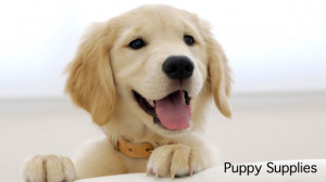 Must-Have Items for Puppies