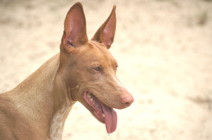 November Dog Breed of The Month - Pharaoh Hound