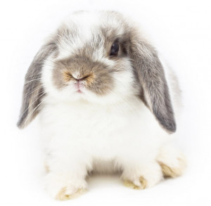 ... explains cruelty-free makeup well and I'm going to quote them here