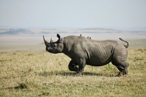 Black Rhino Kenya Ffa