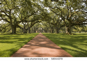 Oak Alley Plantation, with the oak tree path HD Wallpaper