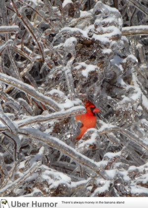 After the ice storm, a cardinal appeared