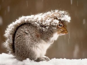 squirrel-snow-storm_47916_990x742.jpg