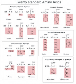 Amino Acid Chart