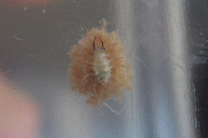 Lint Ball Like Insect Bugguide