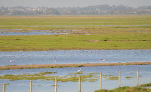 view original image )