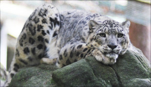 snow leopard love snow leopard snow200802273 s snow leopards jpg